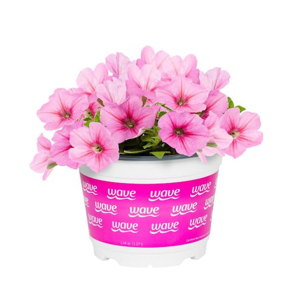EASY WAVE 1 Qt. Pink Passion Easy Wave Petunia Annual Plant with Pink Flowers