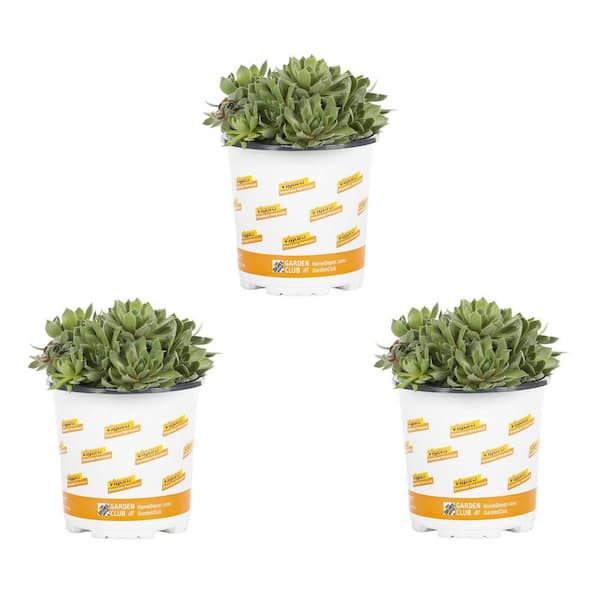 Unbranded 1-Pint Accent Sedum Annual Plant in Grower Pot
