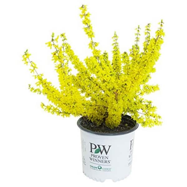3 Gal. Show Off Starlet Forsythia, Live Plant with Yellow Flowers, Zone 5-8 (1 Pack)
