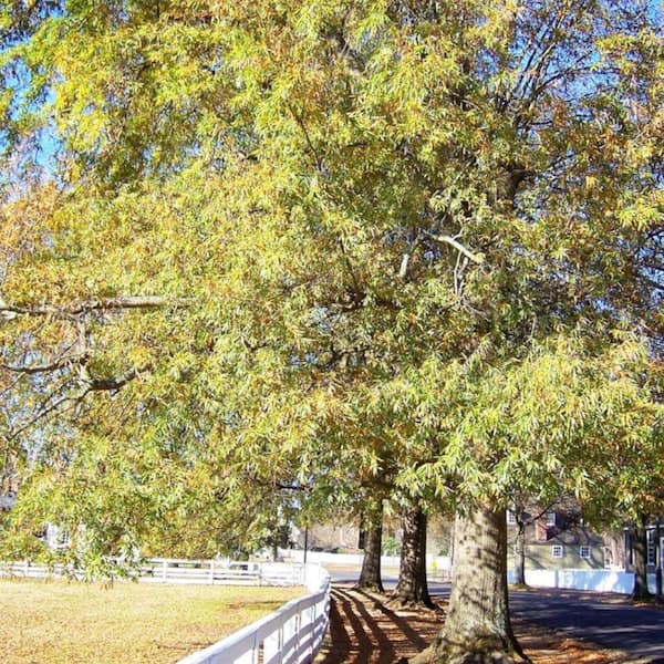 7 Gal. Willow Oak Shade Tree