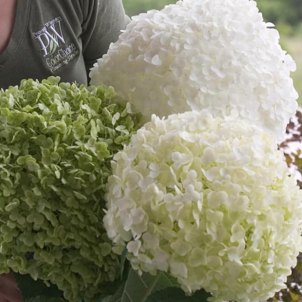 PROVEN WINNERS 1 Gal. Incrediball Smooth Hydrangea (Arborescens) Live Shrub, Green to White Flowers