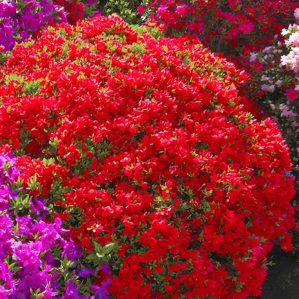 2.5 Quart Azalea 'Stewartstonian' Flowering Shrub with Red Flowers