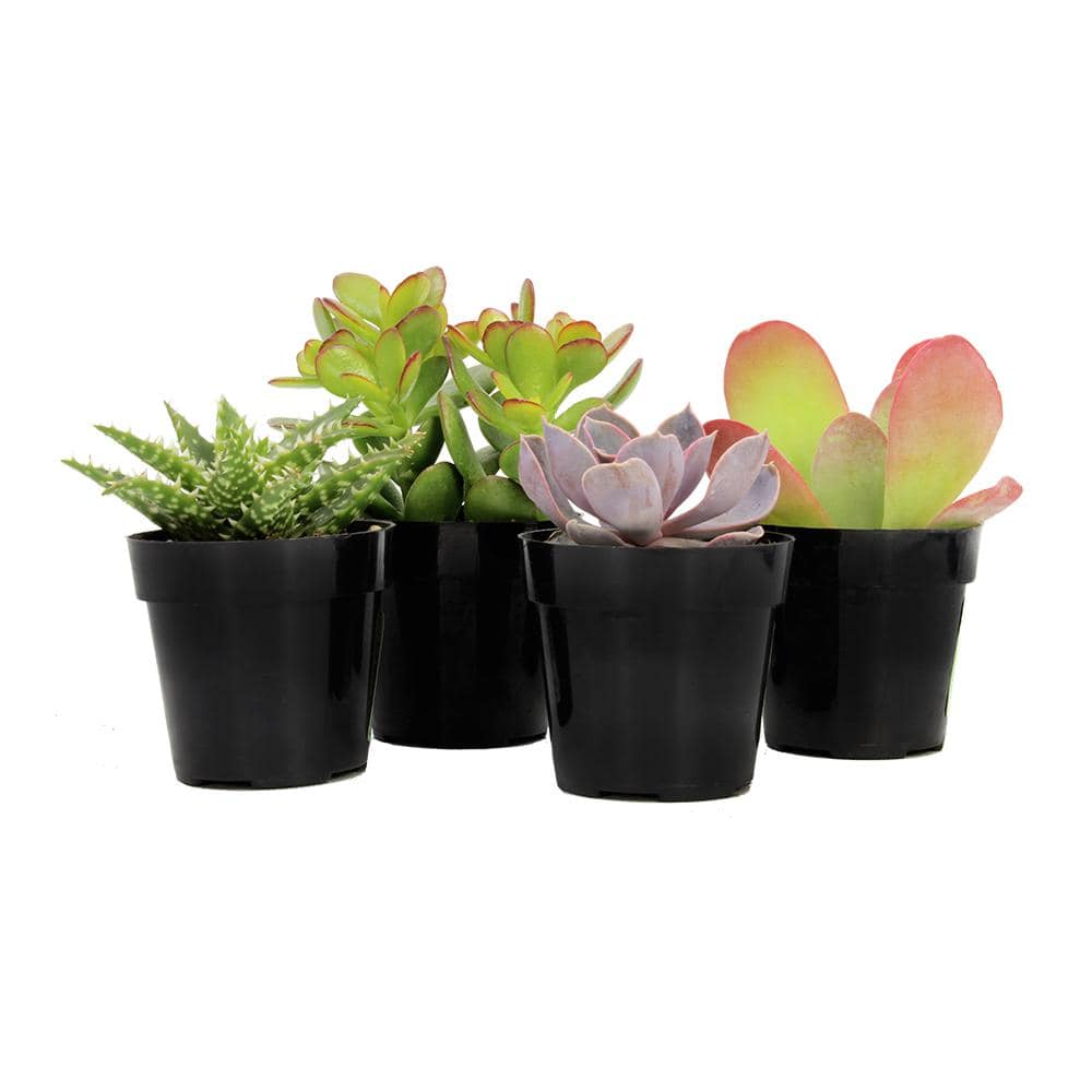 Vibrant Mini Succulent Quartet - 4" Multicolor Indoor/Outdoor Set