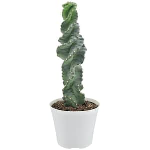 6 in. Spiral Tornado Cactus in White Plastic Grower Pot