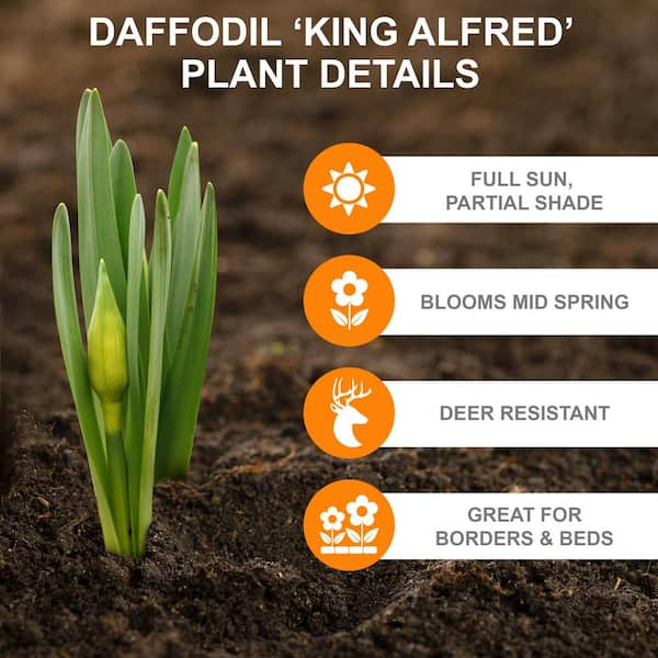 14 Daffodil Facts You Need to Know - Birds and Blooms