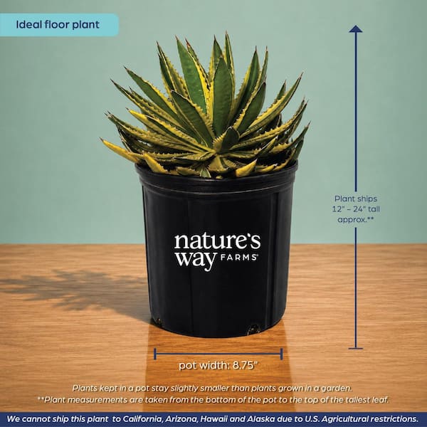 turnplant_]A9台湾株 親株 s極上 agave titanota アガベ チタノタ
