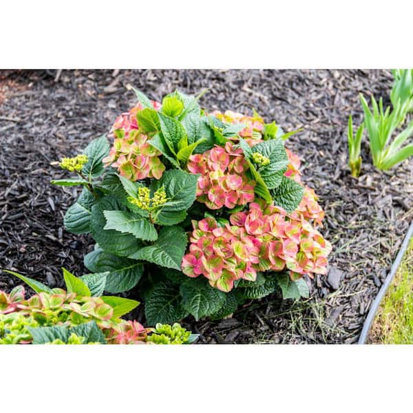 Jumbo Pint Tilt-A-Swirl Bigleaf Hydrangea (Macrophylla) Live Shrub, Green and Red Bicolor Flowers