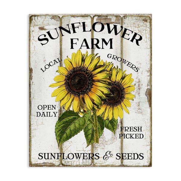 Stupell Industries Antique Sunflower Farm Seeds by Creatif Belle Unframed Nature Graphic Art Print 30 in. x 24 in.