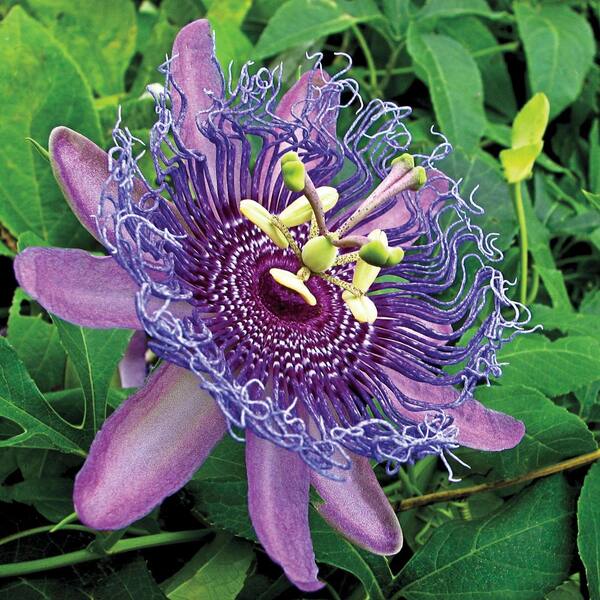 Spring Hill Nurseries 4 in. Pot Purple Passion Flower (Passiflora), Live Tropcial Plant, Purple Flowering Vine (1-Pack)