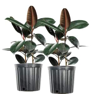 Rubber Plant Burgundy Ficus Elastica Plant in 10 in. Growers Pot (2-Pack)