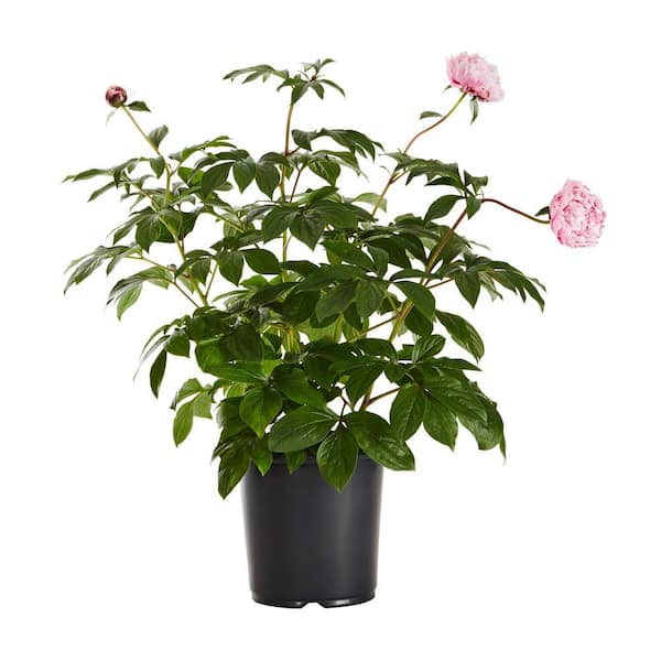 METROLINA GREENHOUSES 1 Gal. Peony Pink Perennial Plant (1-Pack)