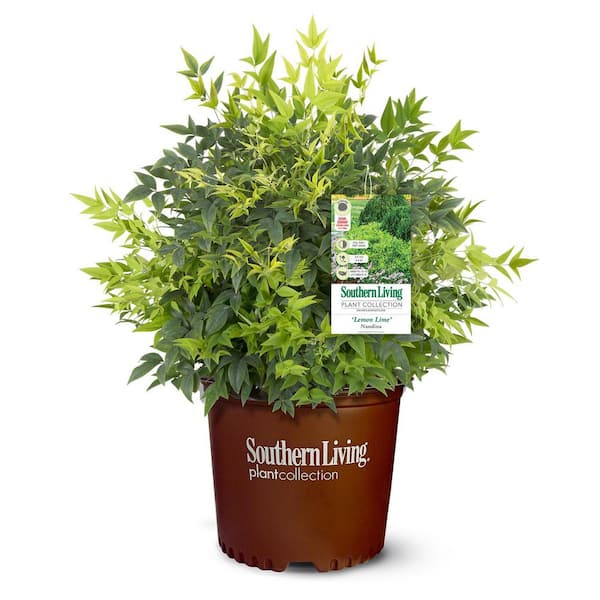 2.5 Qt. Lemon Lime Nandina, Live Evergreen Shrub, Lime Green New Foliage