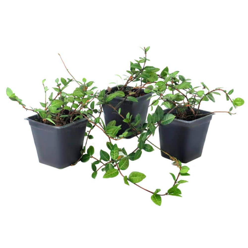 national-plant-network-