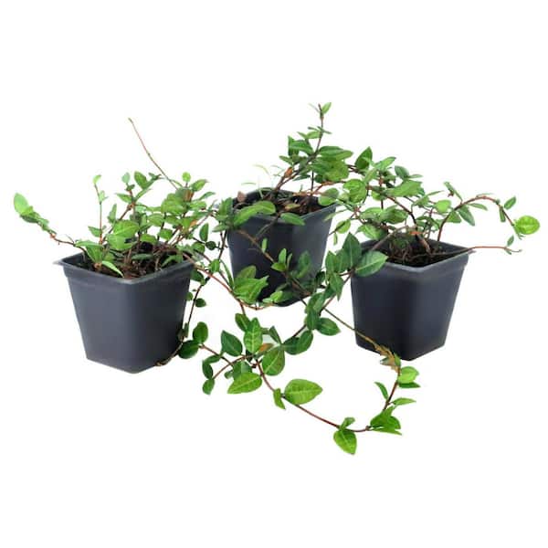 4 in. Asiatic Jasmine Plant (3-Pack)