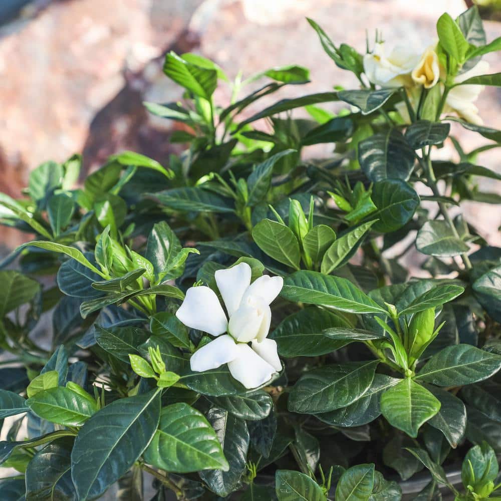 1 Gallon White Gardenia Jasminoides Shrub in Black Pot