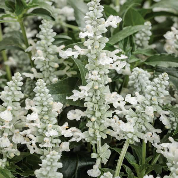 4.25 in. Eco+ Grande Unplugged White Mealycup Sage (Salvia Farinacea) Live Annual Plant with White Flowers 4-Pack