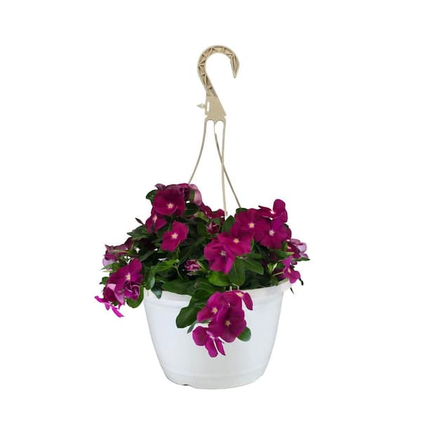4.73 L Vinca Cora Periwinkle Cascade Violet Flower in 10 in. Hanging Basket Planter