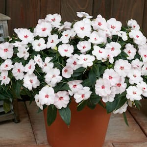 2.5 In. Vigorous Sweetheart White SunPatiens Impatiens Outdoor Annual Plant with White Flowers in Grower's Pot (3-Pack)