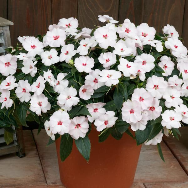 SunPatiens 2.5 In. Vigorous Sweetheart White SunPatiens Impatiens Outdoor Annual Plant with White Flowers in Grower's Pot (3-Pack)
