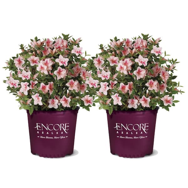 ENCORE AZALEA 1 Gal. Autumn Belle Shrub with Pinkish White Flowers (2-Pack)