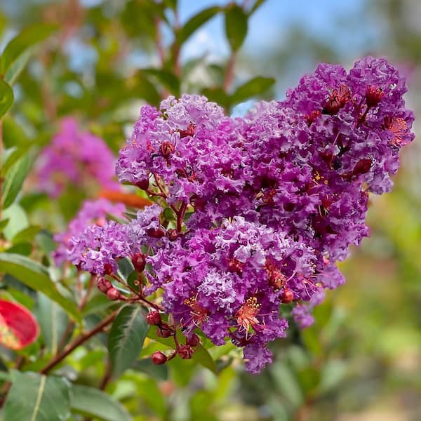SOUTHERN LIVING Miss Sandra Crape Myrtle Green Leaf Purple Flowering Ornamental Tree