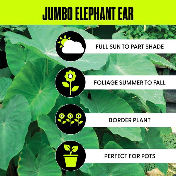 grow lamp for indoor plants 36W Full Spectrum Grow Light, 60