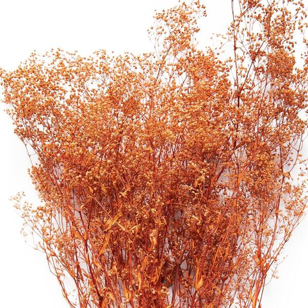 Dried Baby's Breath Orange Flower