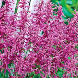 Tutti-Frutti Hummingbird Mint (Anise Hyssop - Agastache), Live Bareroot Perennial Plant, Pink Flowers (1-Pack)