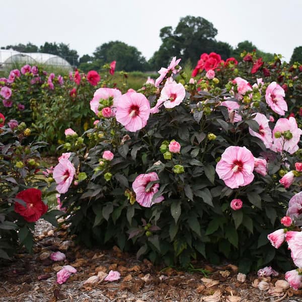 Proven Winners 2 Gal. Summerific Cherry Choco Latte Rose Mallow
