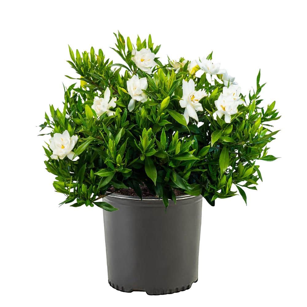 2.5 Qt. Gardenia Frostproof Shrub with White Flowers