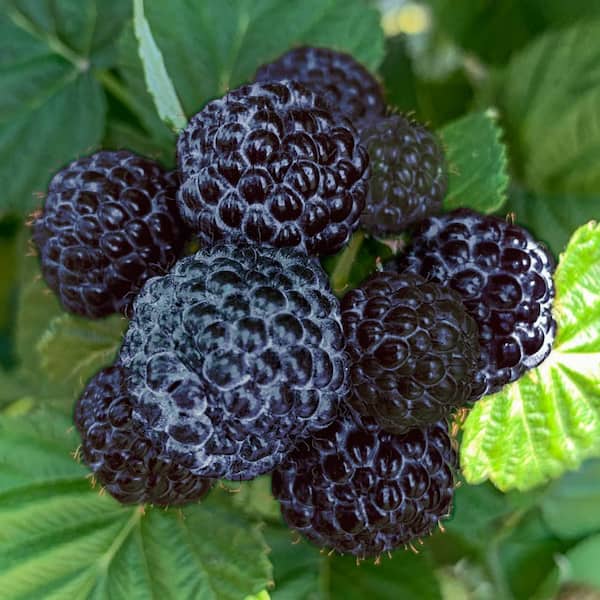 Gurney's Born Free Raspberry Bush Deciduous Bare Root Starter Plant (1-Pack)