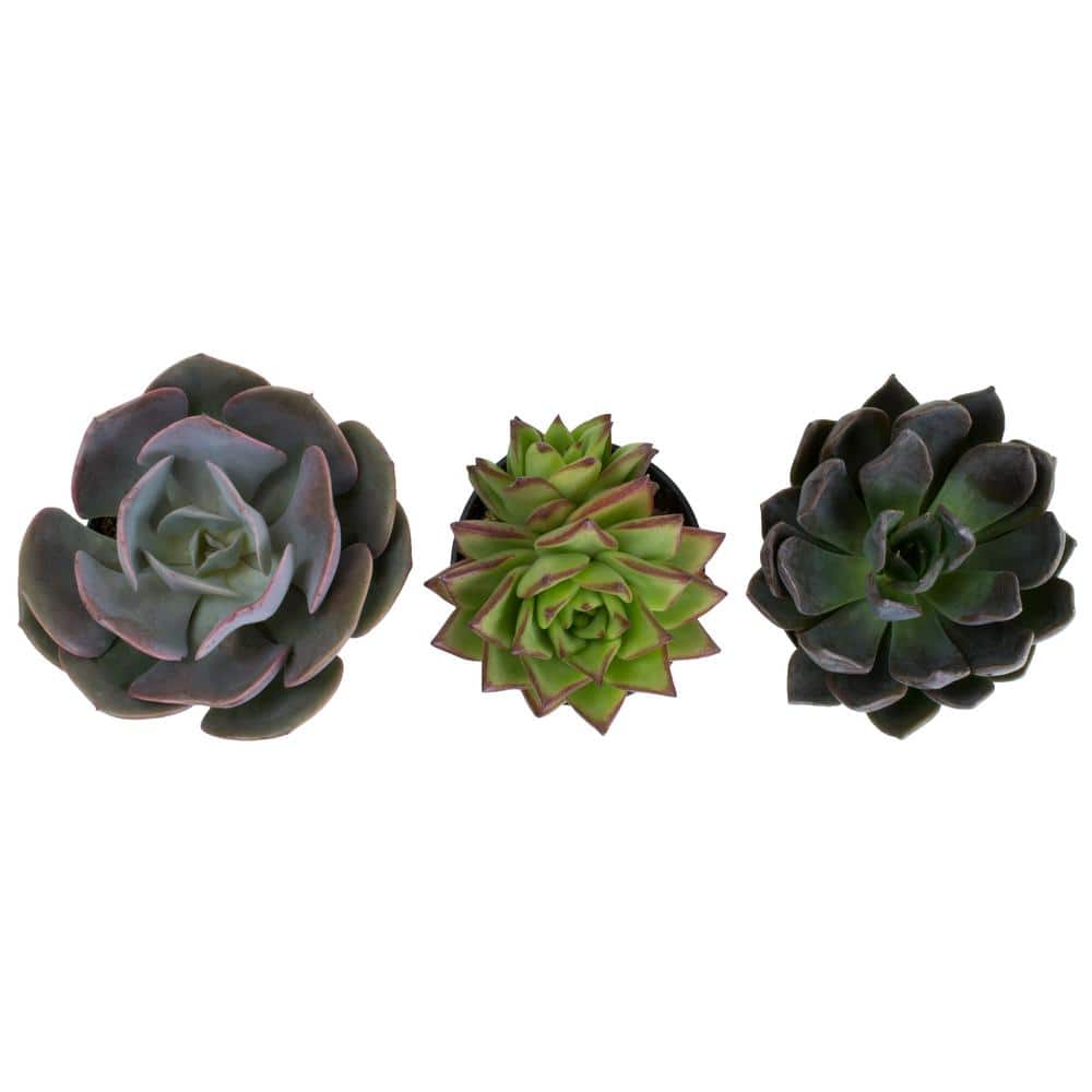 Assorted Echeveria Succulent Plants in 3.5 Inch Black Pots