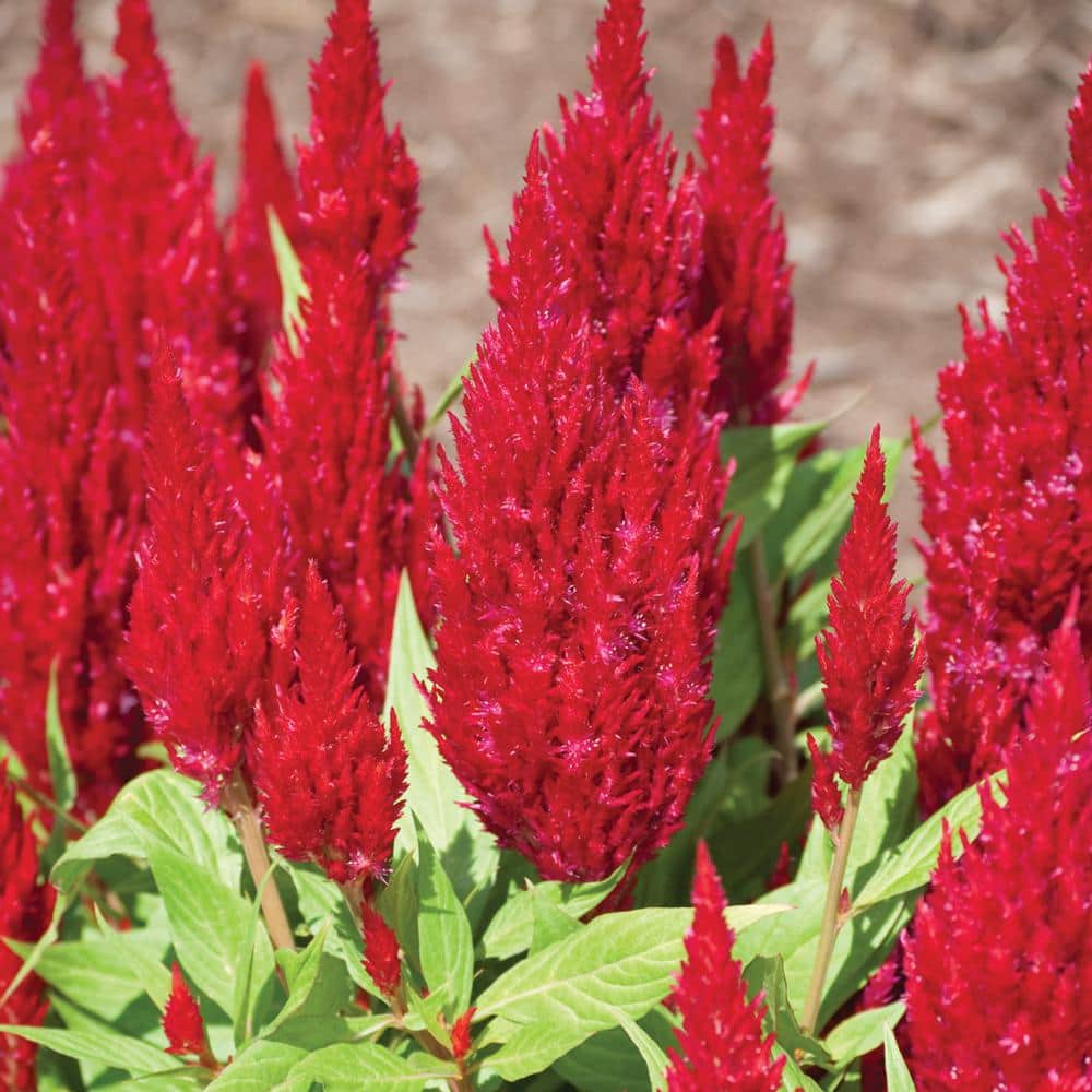 DRAGON'S BREATH 1 Gal. Red Celosia Dragon's Breath Annual Plant