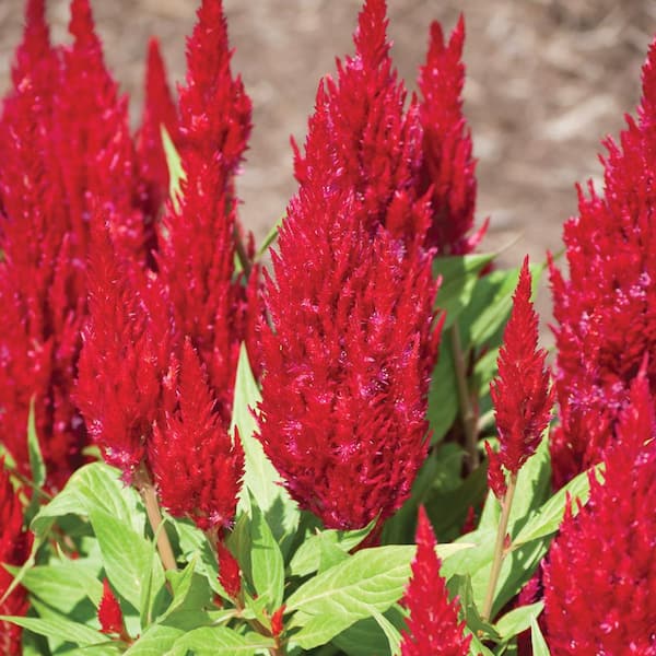 Dragon's Breath 1 Gal. Red Celosia Dragon's Breath Annual Plant 