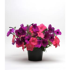 4-Pack Opposites Attract Mix Easy Wave Petunia Annual Plant with Coral and Violet Flowers