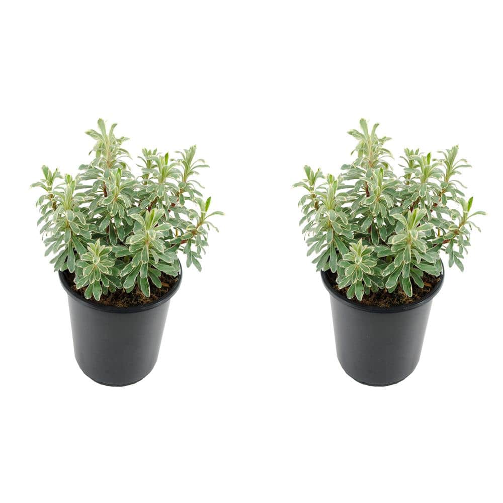 Perennial Euphorbia C Silver Swan 2.5 qt. (2-Pack)