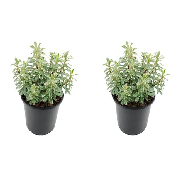 Unbranded Perennial Euphorbia C Silver Swan 2.5 qt. (2-Pack)