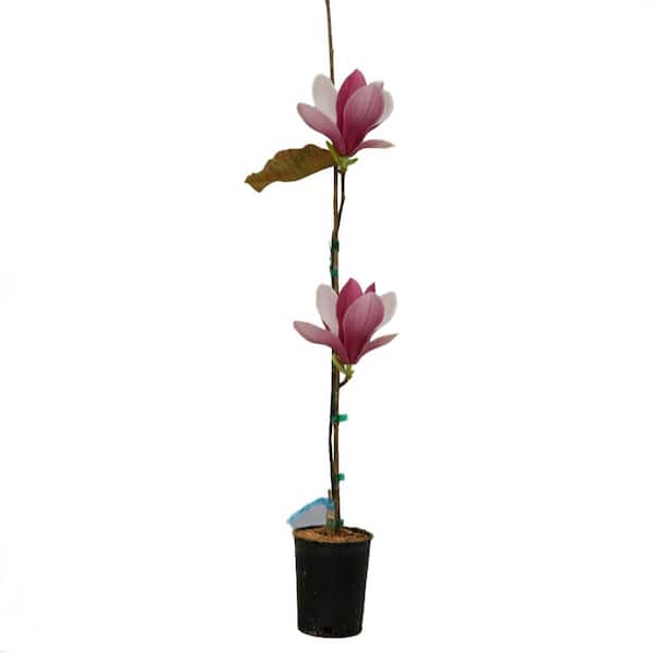 2 gal. Burgundy Star Deciduous Japanese Magnolia Tree with Purple Flowers