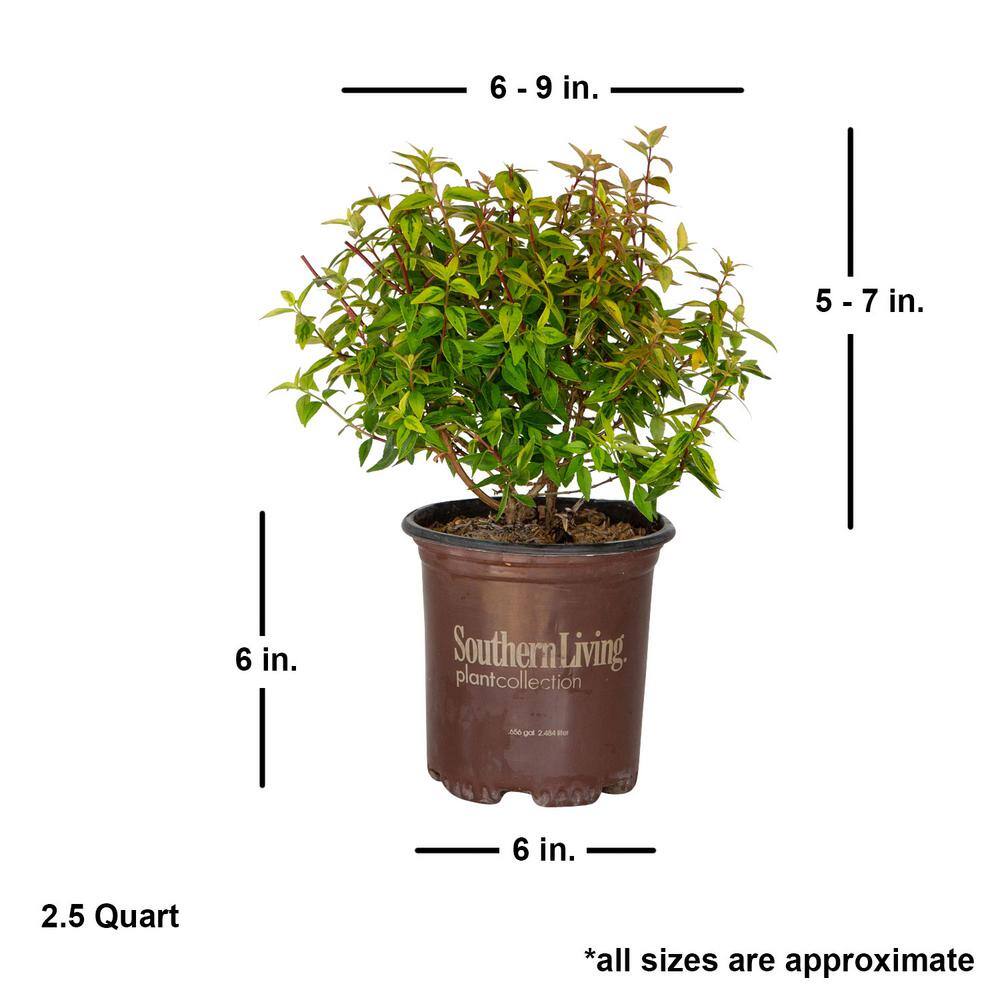 2.5 Quart Kaleidoscope Abelia with Variegated Foliage and Petite White Blooms