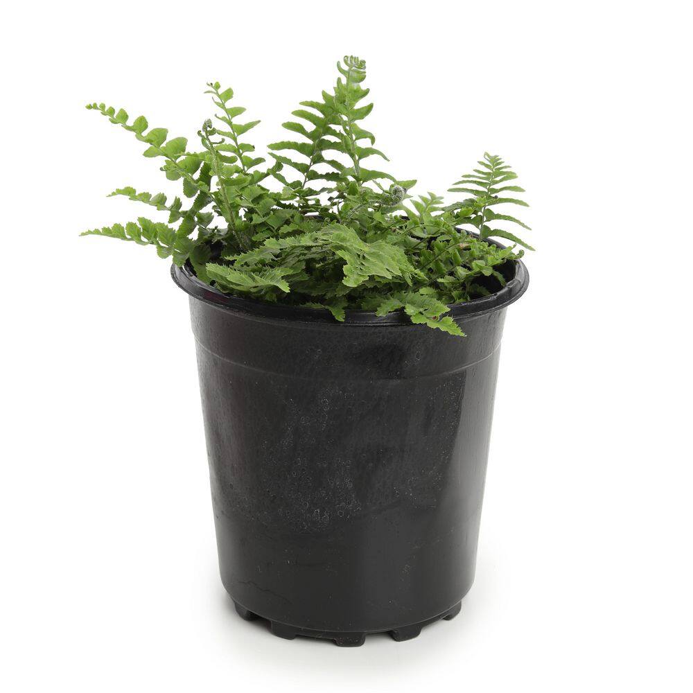 1 gal. Polystichum Fern Perennial Plant Western Sword (2-Pack) price history on PriceWatchPro