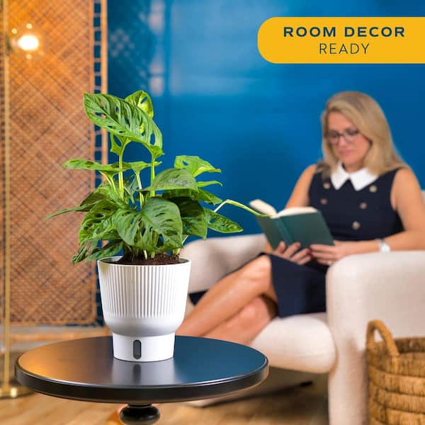 Costa Farms - Trending Tropical Little Swiss Cheese Monstera Indoor Plant in 6 in. Self-Watering Planter