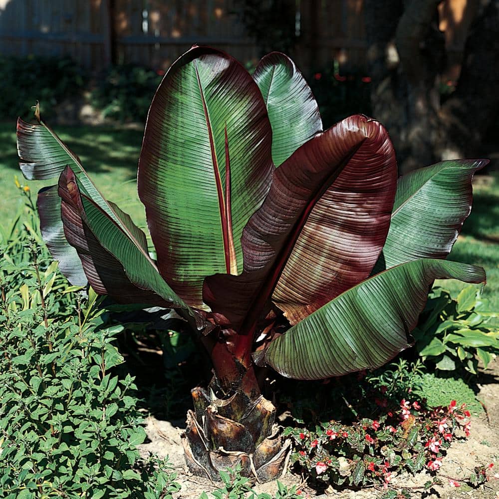 15 Gal. Ornamental Banana Ensete Maurelii Fruit Tree 1000033727 - The Home  Depot