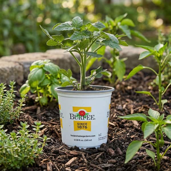 Burpee 3.5 in Husky Cherry Red Tomato Plant (4-Pack) TOMHSCRR8