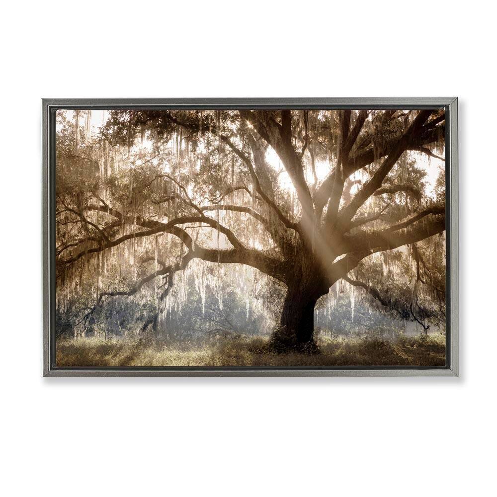 Sun Streak Through Tree by Danita Delimont Gray Floater Frame Nature Graphic Art Print 21 in. x 31 in.