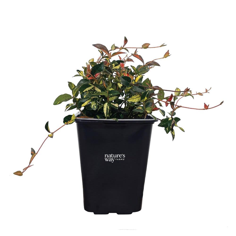 Jasmine Minima Summer Sunset Outdoor Live Ground cover (10-14in Tall) in Grower Pot Comes Without Flowers price history on PriceWatchPro