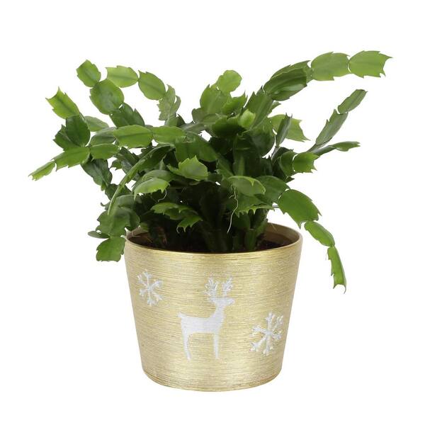 Costa Farms 6 In. Fresh Christmas Cactus Grower's Choice Blooms In Holiday Decor Planter Co.6Zygo.3.Decor