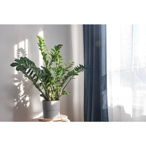 Dream Plants ٩(❛ᴗ❛)۶専用 Amazon.com: SJDPZ69KJ Artificial Bonsai Tree Chinese Light