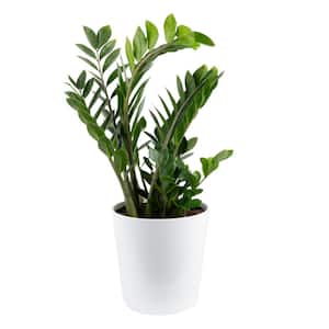 Zamioculas Zamiifolia Indoor ZZ Plant in 10 in. White Paradise Planter, Avg. Shipping Height 1-2 ft. Tall