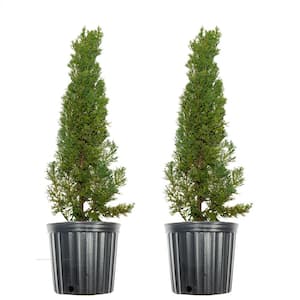 3 ft. to 4 ft. Italian Cypress Tree (2-Pack)
