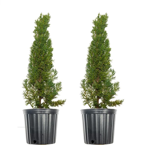 Unbranded 3 ft. to 4 ft. Italian Cypress Tree (2-Pack)